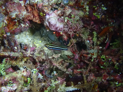 Ostorhinchus nigrofasciatus observed 2026-08-23