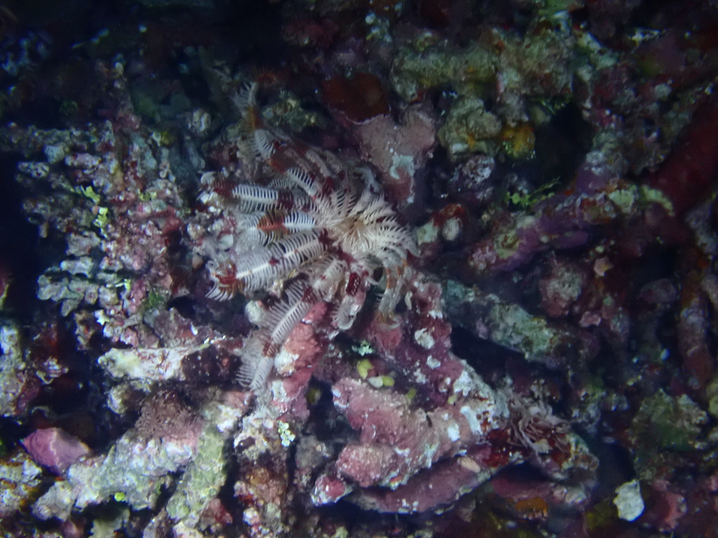 Stephanometra tenuipinna
