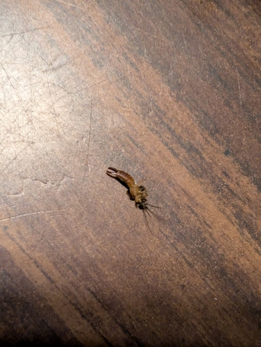 Lesser Earwig