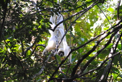 Propithecus deckenii