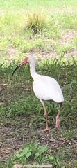 Eudocimus albus