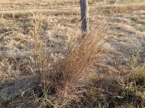 little bluestem