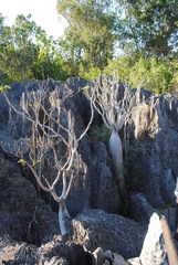 Pachypodium lamerei