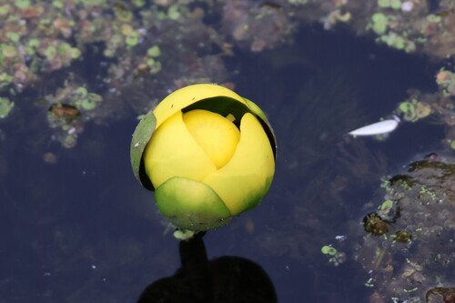 Nuphar advena, photograph 4