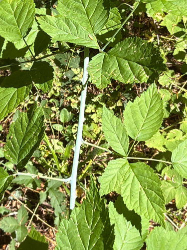 Rubus leucodermis, photograph 5