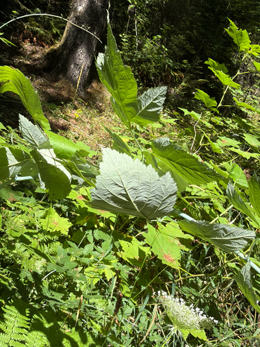 Rubus leucodermis, photograph 6