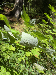 Rubus leucodermis, photograph (c) Aaron Liston, some rights reserved (CC BY)
