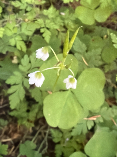 Oxalis trilliifolia, photograph 5
