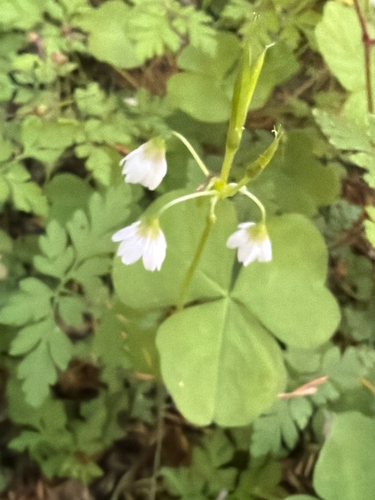 Oxalis trilliifolia, photograph 6