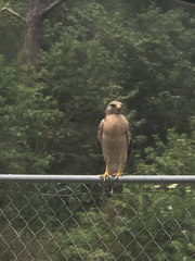 Buteo lineatus