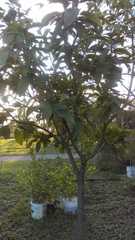 Magnoliopsida