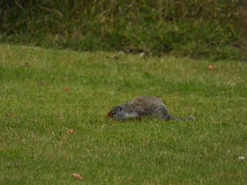 Columbian Ground Squirrel observed by coreyjw_y