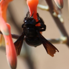 Xylocopa strandi