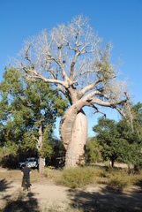 Adansonia rubrostipa