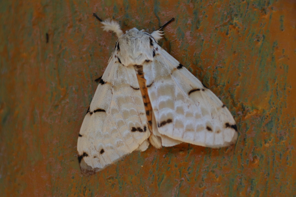 Lymantica