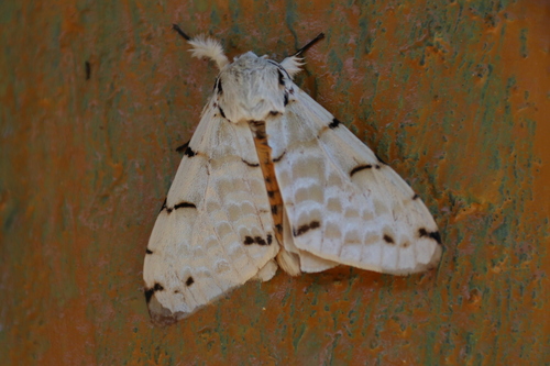 Lymantica velutina