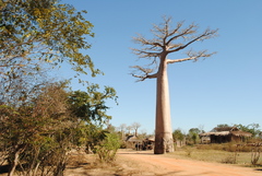 Adansonia