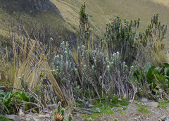 Lasiocephalus ovatus