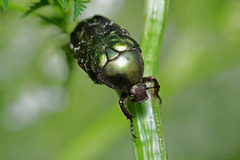 Protaetia cuprea