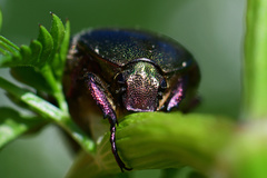 Protaetia cuprea