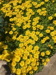 Delosperma nubigenum