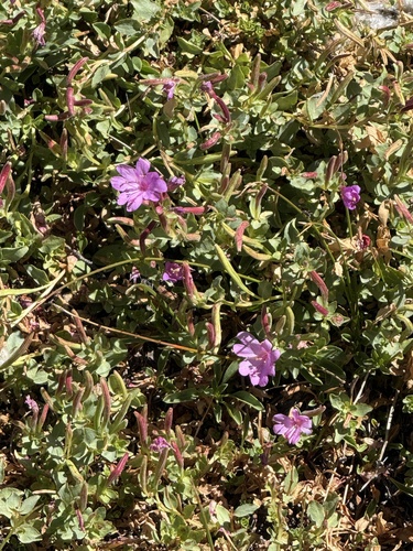 Epilobium obcordatum, photograph 1
