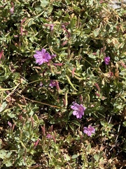Epilobium obcordatum, photograph (c) Brooke Smith, some rights reserved (CC BY)