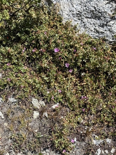Epilobium obcordatum, photograph 2