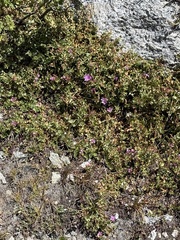 Epilobium obcordatum, photograph (c) Brooke Smith, some rights reserved (CC BY)