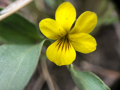 Viola nuttallii