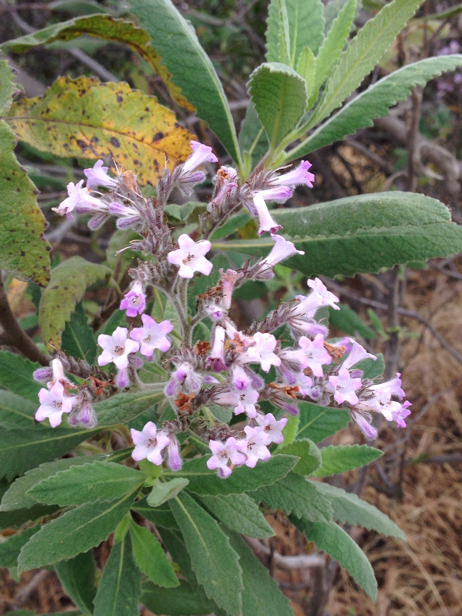 Eriodictyon crassifolium var. nigrescens