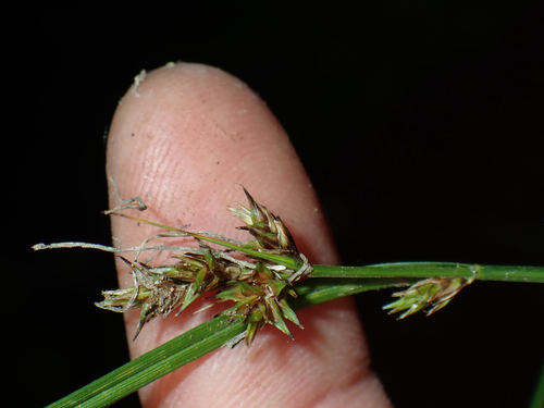 Carex subfusca observed 2026-08-30