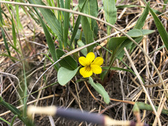 Viola nuttallii