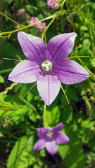 Campanula retrorsa