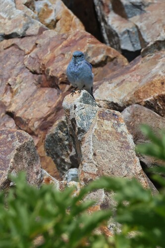 iNaturalist observation photo of Mountain Bluebird