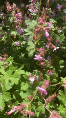 Geranium macrorrhizum