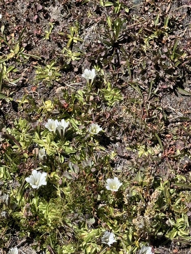 Gentiana newberryi, photograph 5