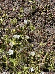 Gentiana newberryi, photograph (c) Brooke Smith, some rights reserved (CC BY)