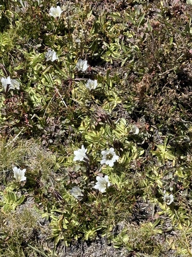Gentiana newberryi, photograph 6