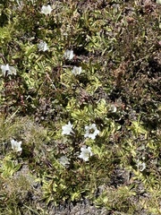 Gentiana newberryi, photograph (c) Brooke Smith, some rights reserved (CC BY)