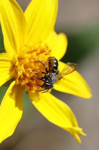iNaturalist observation photo of Pebble bees