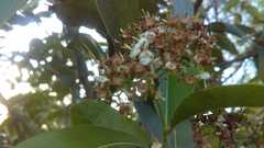 Magnoliopsida