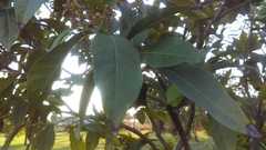 Magnoliopsida