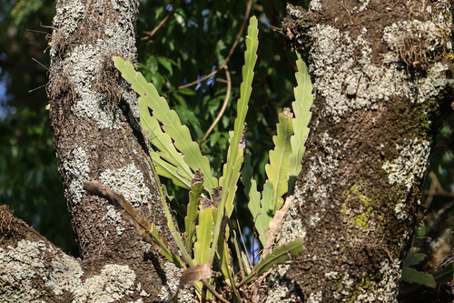 Epiphyllum phyllanthus, photograph 4