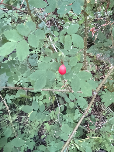 Rosa gymnocarpa, photograph 6