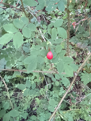 Rosa gymnocarpa, photograph (c) Aaron Liston, some rights reserved (CC BY)