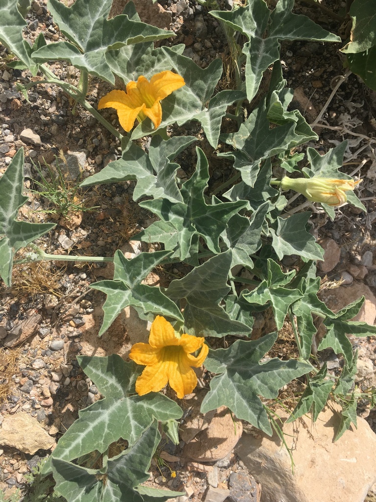coyote melon (Cucurbita palmata)  iNaturalist