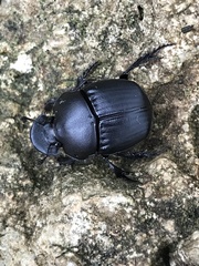 Phanaeus texensis