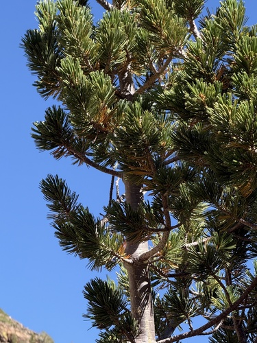 Pinus albicaulis, photograph 3