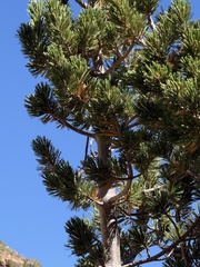 Pinus albicaulis, photograph (c) Brooke Smith, some rights reserved (CC BY)